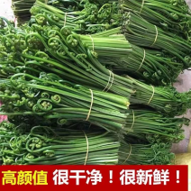 蕨菜大量上市，味道鲜香、美味可口