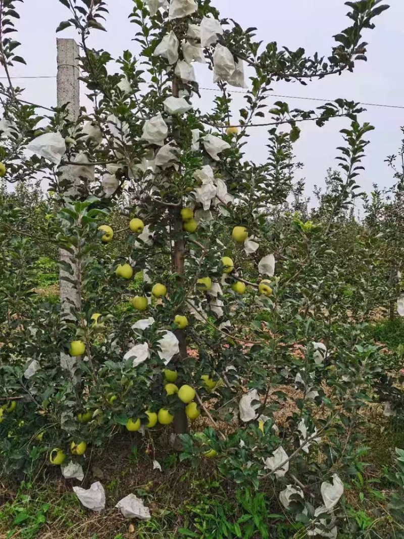 矮华瑞雪苹果树苗