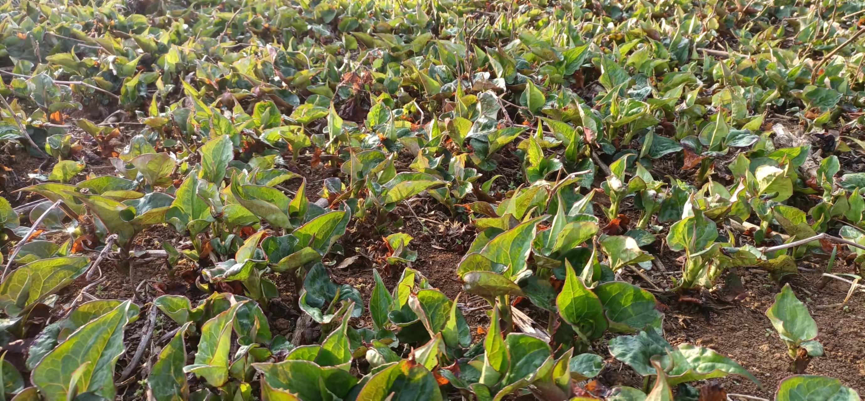鱼腥草植株特写：带心形叶片、穗状花序与浅褐色匍匐根茎的鲜活野外生长状态