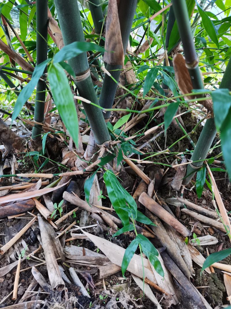 闽南地区甜竹笋竹苗