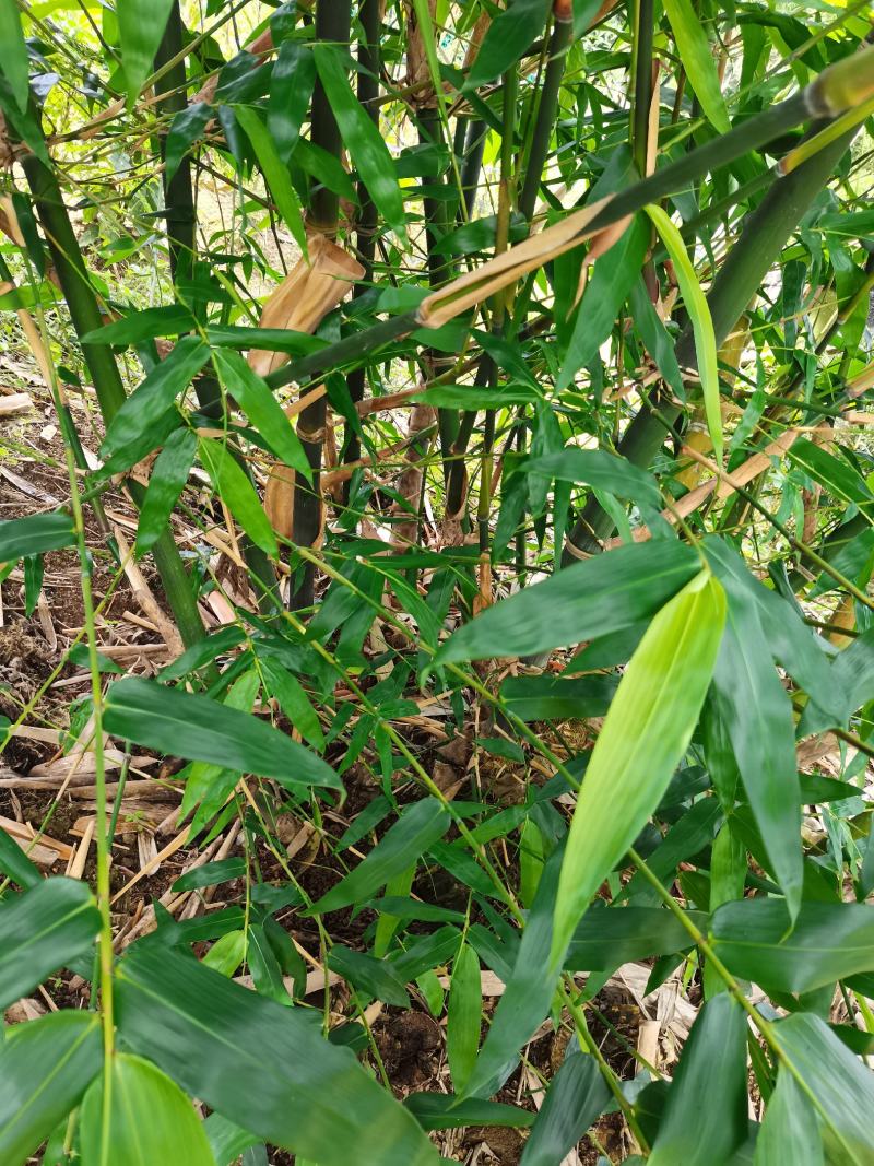 闽南地区甜竹笋竹苗