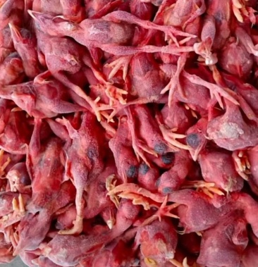 [猫粮批发]冷冻脱毛小鸡仔 厂家直销 量大价优价格1.50元/斤 - 一亩田