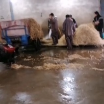 大量出售鱼腥草湖北鱼腥草货量充足品质保证