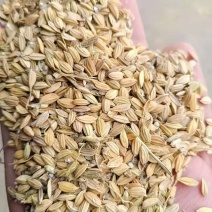 青花稻青花稻青花稻青花稻