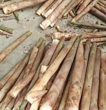 斑竹笋春笋水竹笋野生竹笋