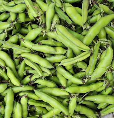 [蚕豆批发]精品大白二白胡豆大量上市中.颗粒饱满,量大从优!