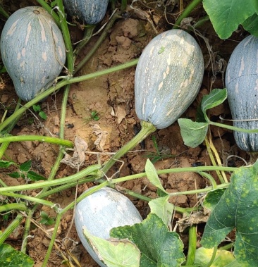 [qq南瓜批发]qq南瓜价格1.90元/斤 - 一亩田