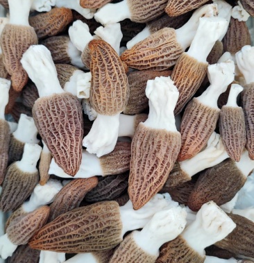 [羊肚菌批发]羊肚菌价格60.00元/斤 - 一亩田