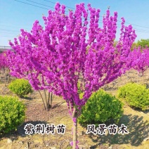 紫荆花树苗花苗紫荆树苗紫金花树苗名贵庭院绿化苗木风景树