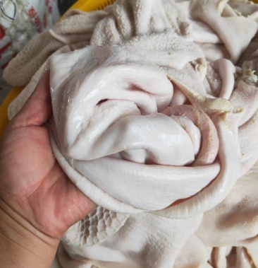 内蒙古锡盟羔羊净肚