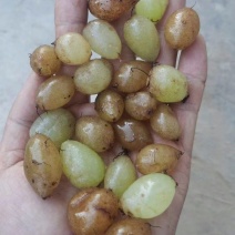 石黄皮，凤凰蛋，包邮，一手货源量大价优