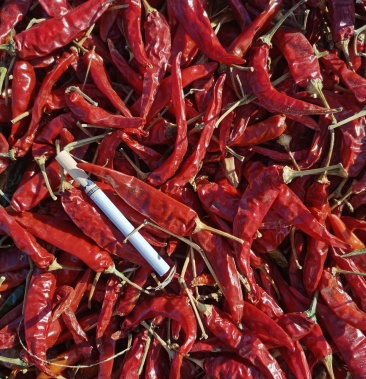 [高辣819批发]高辣819小辣椒价格10.00元/斤 - 一亩田