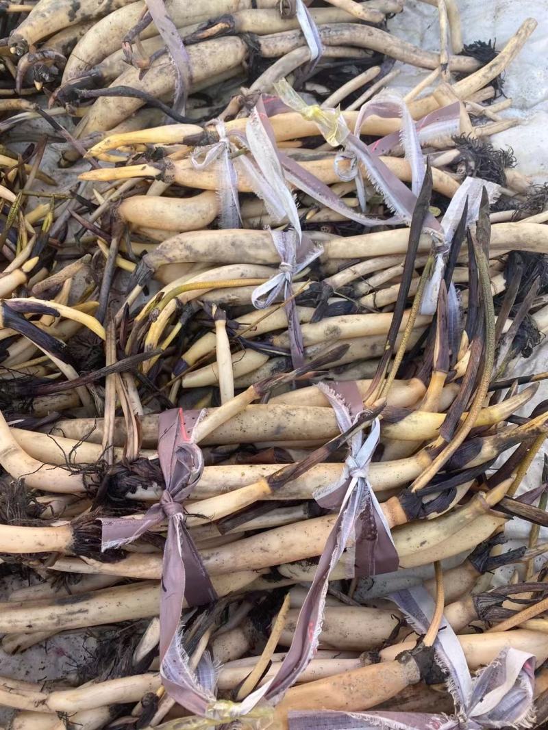 白洋淀野生深水莲藕种苗,生长力强.各种水质适合生长可上门