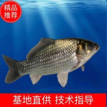 黄金鲫生长速度快淡水养殖货源充足品质保证