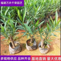 夹竹桃基地批发夹竹桃工程绿化高速公路绿化庭院苗木