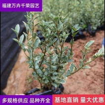 花叶女贞袋苗银姬小蜡球类园林工程庭院别墅绿化