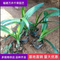 蜘蛛兰袋苗基地直供蜘蛛兰工程苗木蜘蛛兰价格
