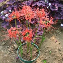 红花石蒜彼岸花种球，现挖发货，包邮，花叶不相见