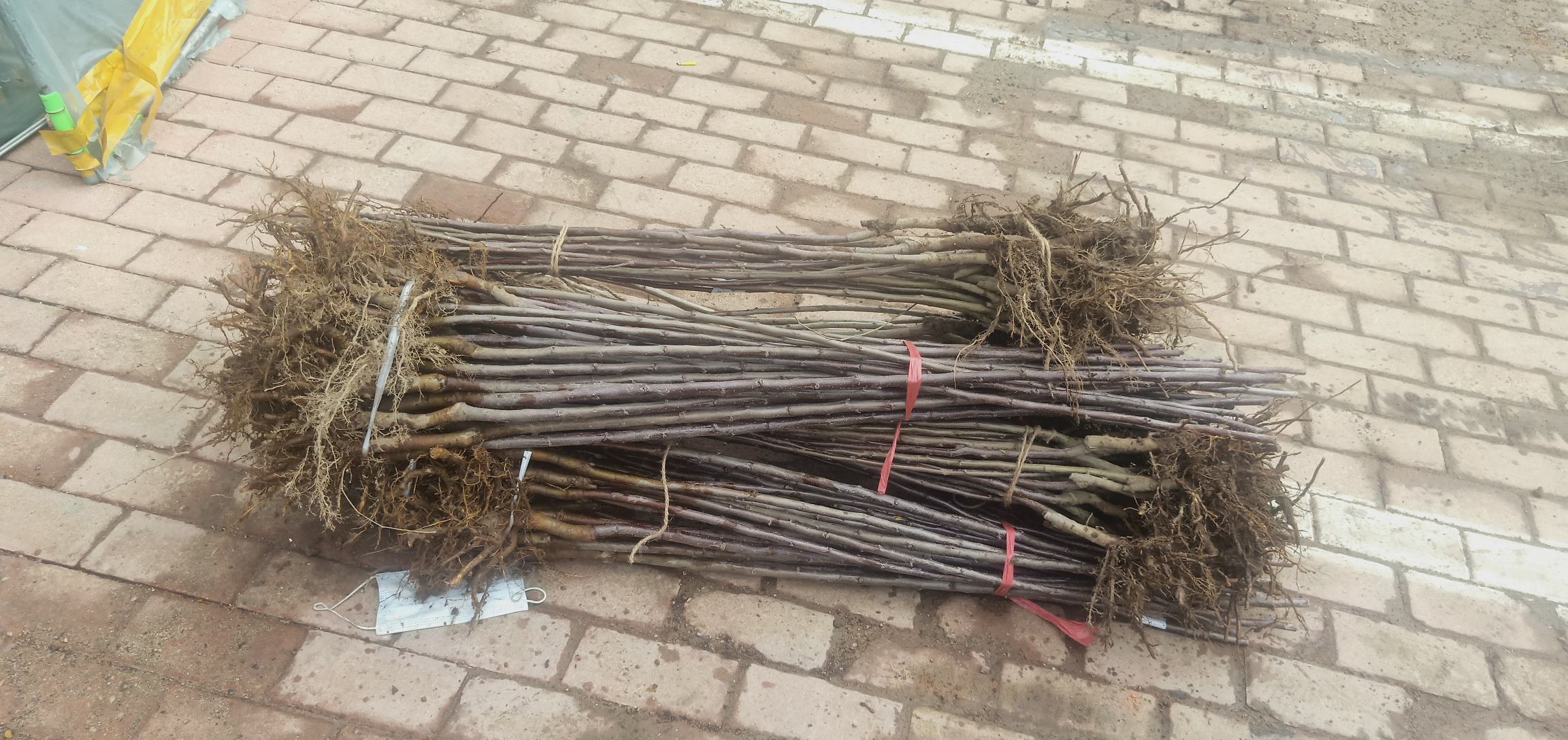 三红蜜柚三年期投入产出对比柱状图