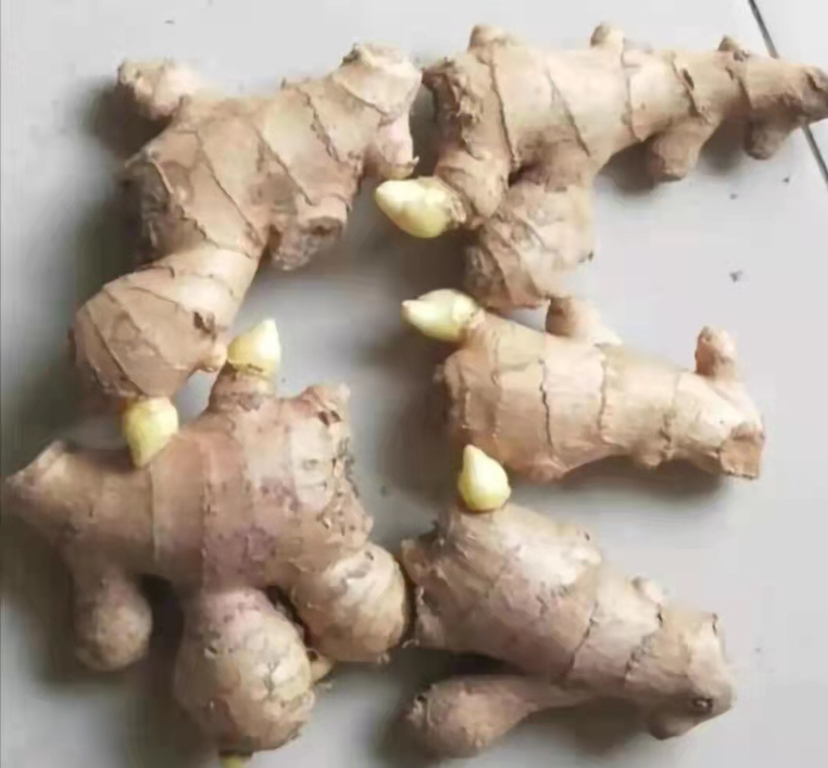 一块表皮呈黄褐色的老姜,表面有明显裂纹,从一端裂口处伸出1-2厘米长的淡绿色细芽,芽体直立微卷,背景为木质砧板,光线柔和自然 老姜表面长出细小嫩芽特写