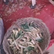 山地红葱
