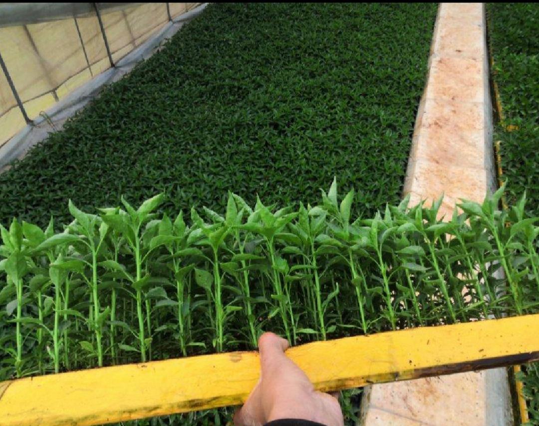 线椒辣椒种植基地航拍图