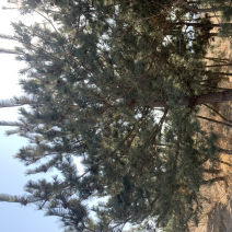 各种规格黑松，造型毛坯。龙柏，蜀块，雪松，玉兰等各种苗木