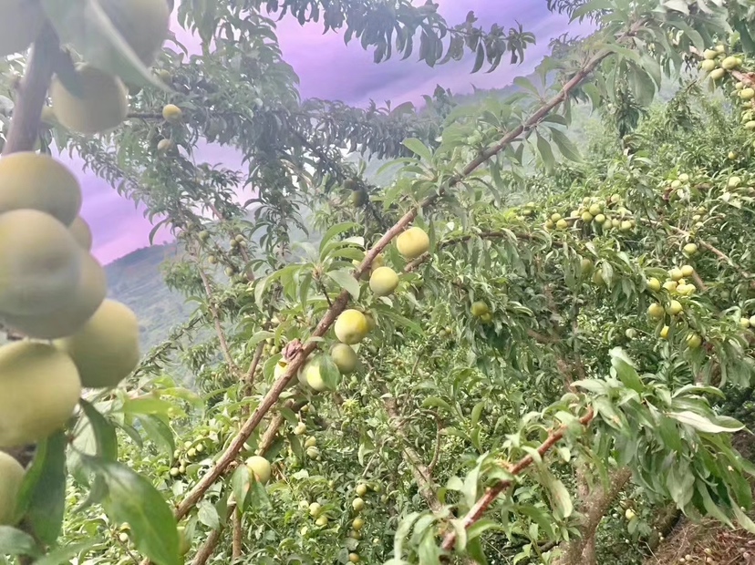 蜂糖李标准化种植基地：贵州镇宁六马镇千亩连片蜂糖李果园，春季盛花期白色花海与喀斯特峰丛相映，枝条上可见疏果后均匀留果状态