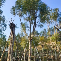 蓝花楹福建省漳州市供应绿庭院设计，蓝花楹大小规格袋苗
