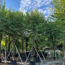 洋紫荆福建漳州市供应绿化庭院设计，宫粉紫荊，各类规格