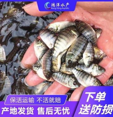 特大种罗非鱼苗快大脆肉罗非鱼新吉富罗非鱼苗淡水鱼批发