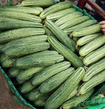 广西产地黄瓜大量上市中质量有保证欢迎新老顾客来采购