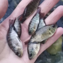 热销鱼苗品种：罗非鱼苗，大众点评高，畅销好，肉质好！
