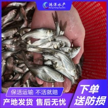 白鲢鱼苗鲢鱼苗鲢子鱼水鲢跳鲢淡水养殖鱼苗包邮