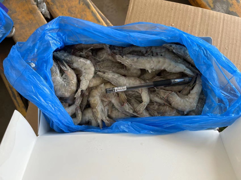 记录南美白对虾在料台摄食时间与残留量的表格 南美白对虾摄食观察记录表