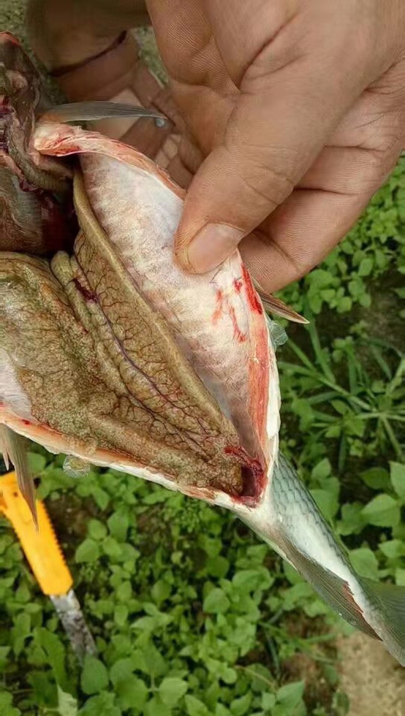 [鲷鱼批发]广东河源东源县鲷鱼 3.00元/斤巴西鲷 _ 一亩田