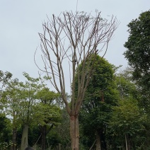 绿化树