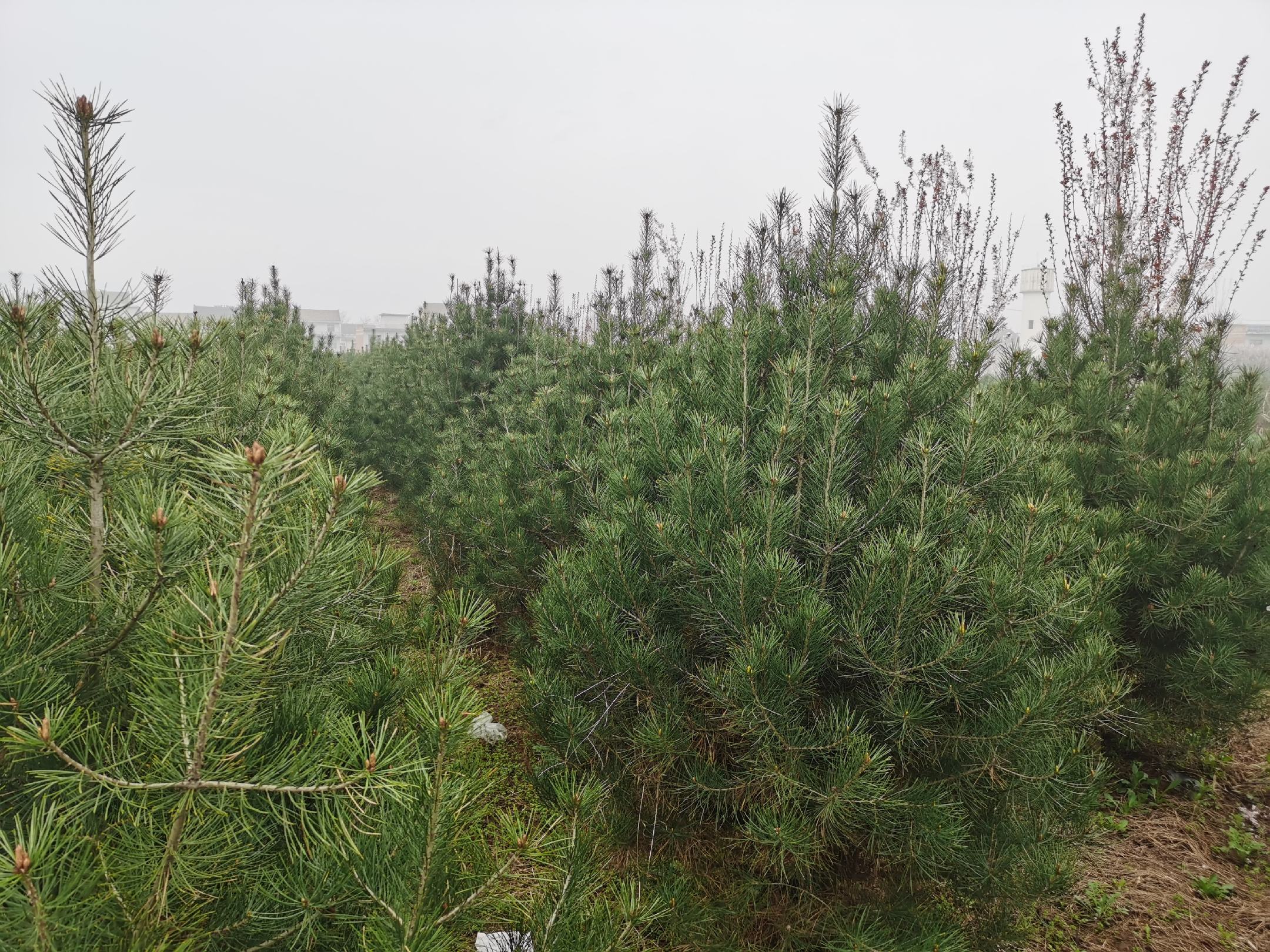 午子山白皮松种植基地,山间云雾缭绕,白皮松郁郁葱葱 午子山白皮松种植基地