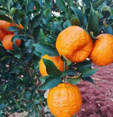 [芦柑批发]宾川县芦柑价格1.80元/斤 - 一亩田