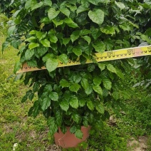 绿宝广东佛山三水苗木，基地直发，批发价格