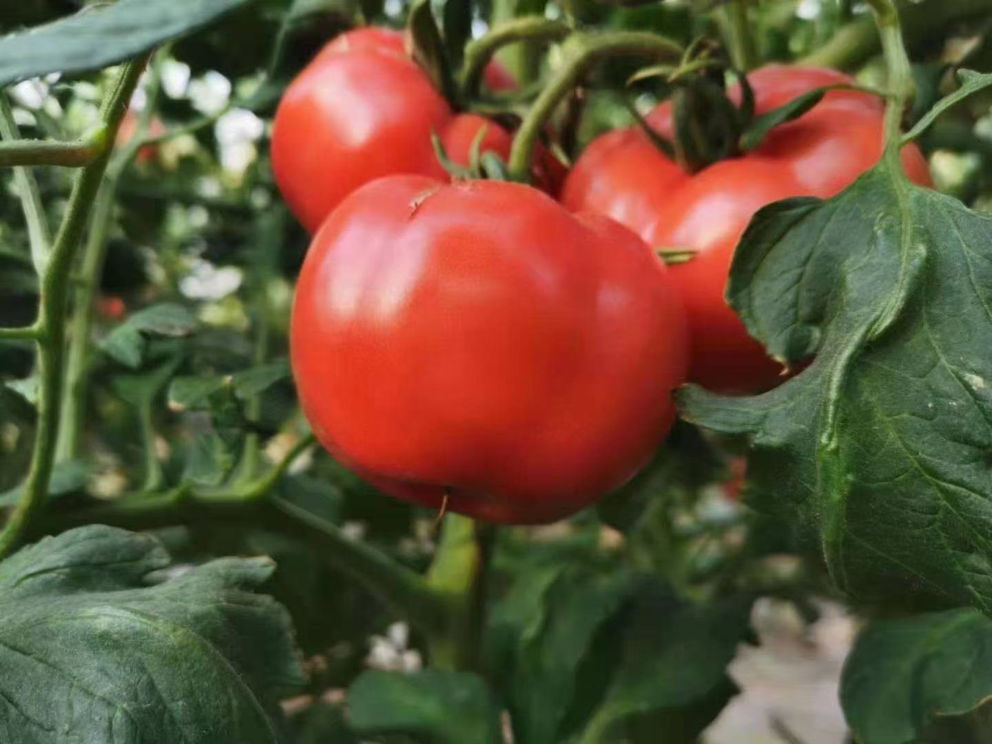 切开展示的普罗旺斯水果西红柿剖面