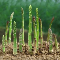 芦笋苗四季蔬菜芦笋根苗青芦笋苗养金蝉芦笋苗穴苗大田地苗根