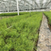 优质高产芦笋苗根山东种植合作社培育优良芦笋苗根科技园紫笋