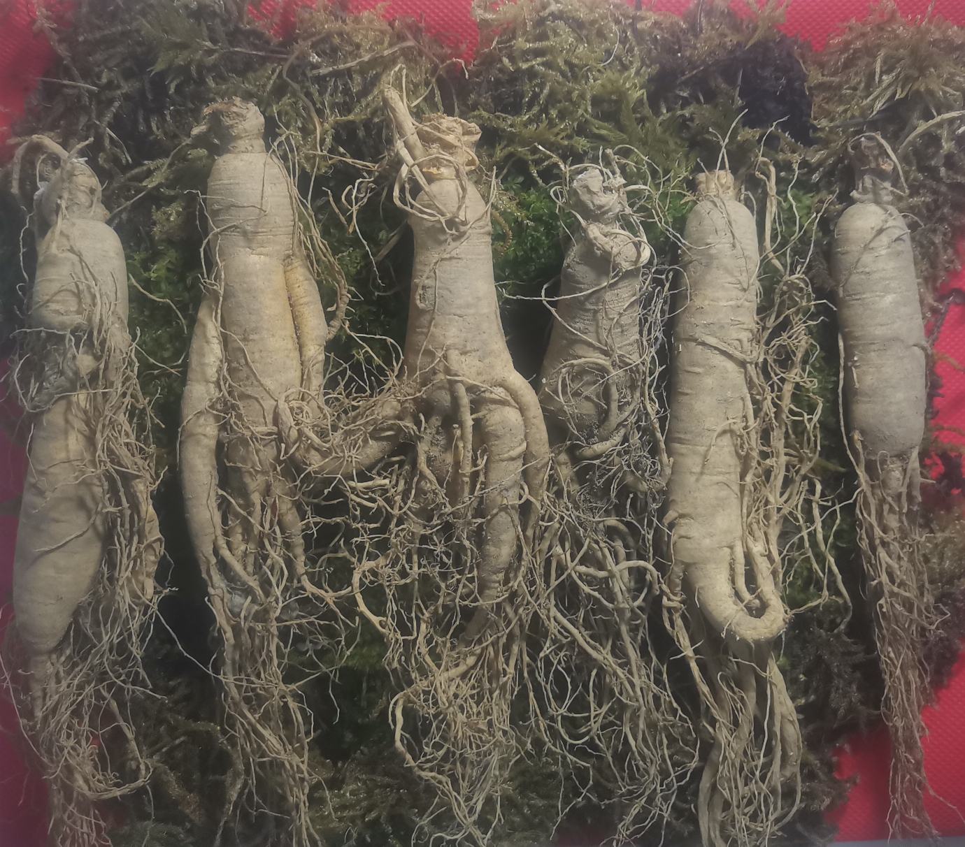 人参皂苷分子结构图