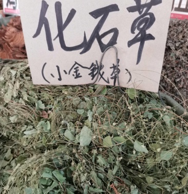 [猫须草批发]化石草中药材 圆叶化石草中草药材 腰只草 肾草 肝茶价格