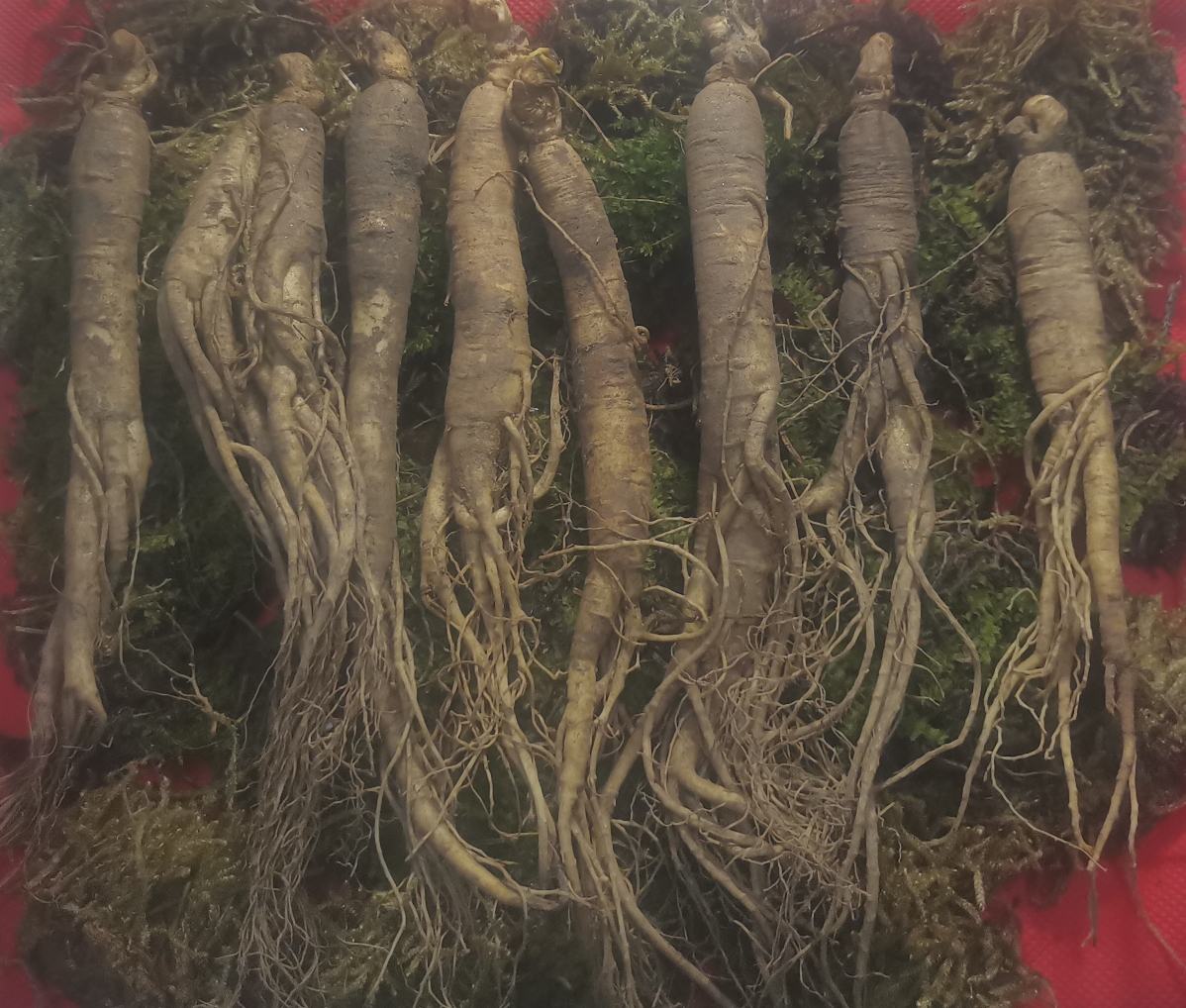 北沙参植物图