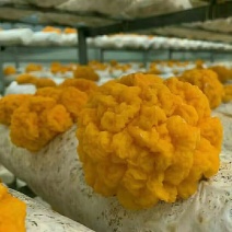 金耳菌种金耳菌棒大量生产中全程技术跟踪服务