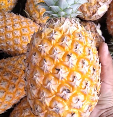 [菠萝批发]海南香水凤梨价格0.81元/斤 - 一亩田