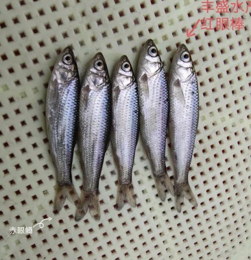 赤眼鳟鱼苗红眼棒鱼苗技术指导可视频或实地看货