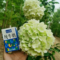 中华木绣球斗球木本绣球花斗球带土球发货庭院绿植室内大花